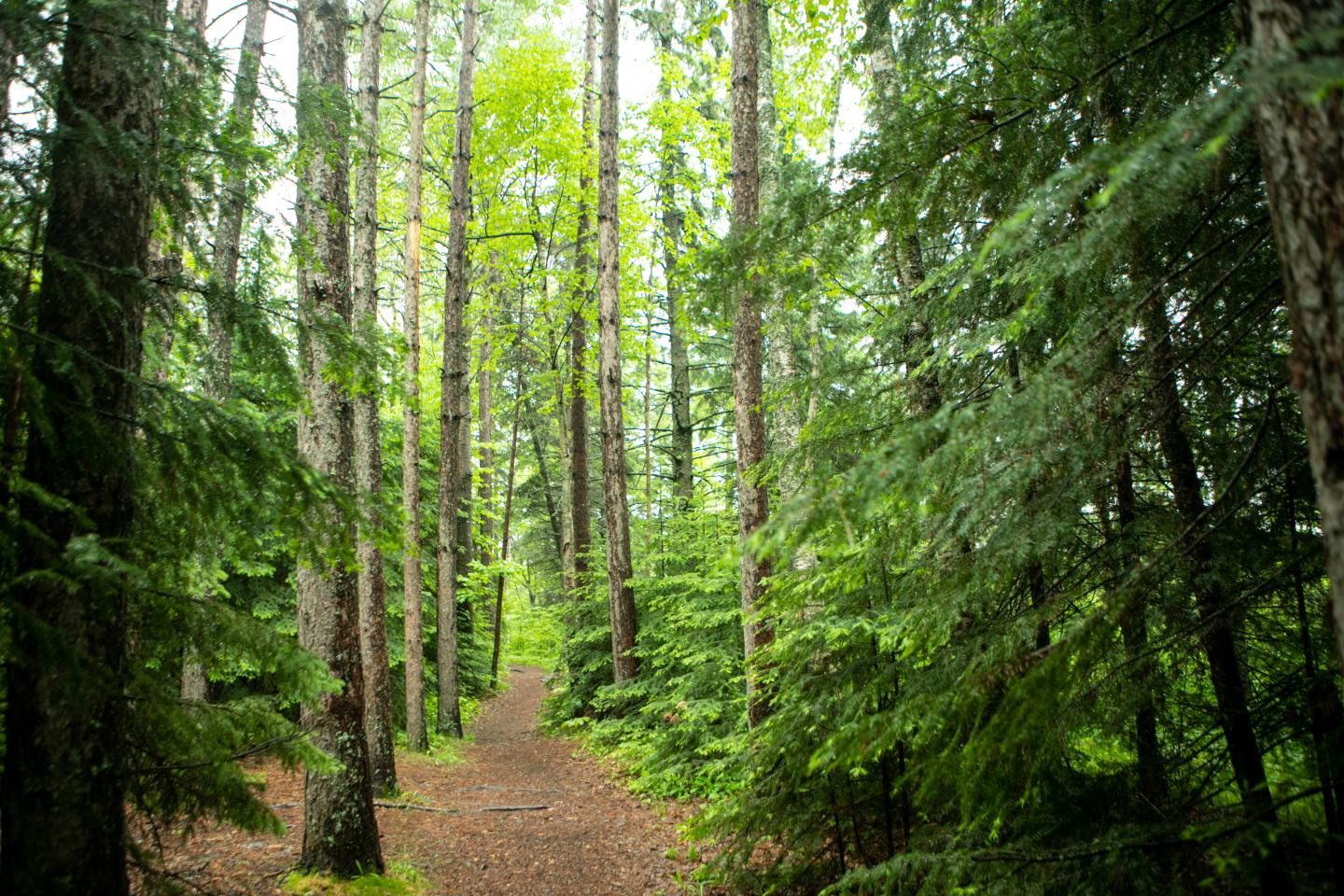 Hiking trail